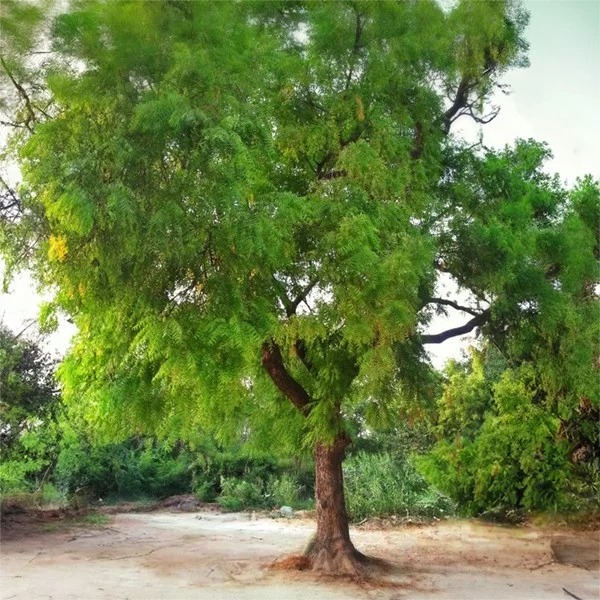 Limado - 05 June 2025 (1)