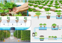 ખેતીમાં હાઈડ્રોજેલનો ઉપયોગ