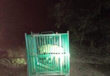 ખાંભામાં માનવ પર હુમલો કરનાર સિંહણ પાંજરે પુરાઈ