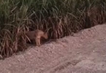 લીલીયા રેન્જમાં વિખૂટા પડેલા સિંહબાળનું માતા સાથે પુનઃમિલન