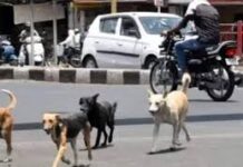 અમરેલીના માળીલા ગામ પાસે રોડ ઉપર કૂતરું આડું ઉતરતાં બાઈક ચાલકે સંતુલન ગુમાવ્યું