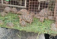 અમદાવાદમાં કાચબાની હેરાફેરીનો પર્દાફાશ, ૪ સભ્યો ૧૦ સુરજ કાચબાસહિત કરાઇ ધરપકડ