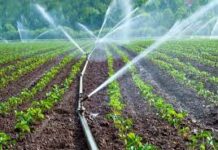 શિયાળુ પાકોમાં પિયત વ્યવસ્થાપન