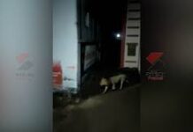 અમરેલીમાં ચાર સિંહ ગામમાં ઘુસી આવ્યા, ગાયનો શિકાર કરે તે પહેલા જ જીઆરડી જવાનોએ બચાવી