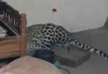 ખાંભાના નાનીધારી ગામે રહેણાક મકાનમાં દીપડો ઘૂસ્યોઃ વન વિભાગનું રેસક્યુ