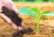 કૃષિ ક્ષેત્રે પાક અવશેષનો જમીન ફળદ્રુપતા માટે ઉપયોગ