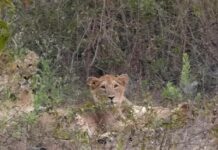 ગીરગઢડાના ઝુડવડલી-ફાટસર રોડ પર સિંહ પરિવાર દેખાયો