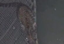 જાફરાબાદના ચિત્રાસર ગામે કુવામાં ખાબકેલા દીપડાના બચ્ચાનું સફળ રેસ્ક્યુ