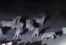 ધારીના વાઘવડી ગામમાં ર૦ સિંહોનું ટોળુ આવતા ગ્રામજનોમાં ફફડાટ