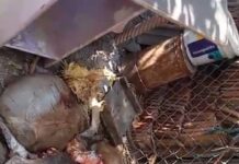 ધારીના ડાંગાવદર ગામમાં દીપડાએ વાછરડાનું મારણ કરતા ફફડાટ