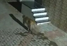 ધારીના અમૃતપુર ગામના ફાર્મ વિસ્તારમાં દીપડાના આંટાફેરા