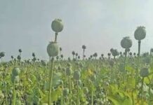 લાઠીમાં ગાંજાનું વાવેતર ઝડપાયું, રૂ. ૬.૧૭ લાખના મુદ્દામાલ સાથે એક શખ્સની ધરપકડ