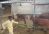 બાબરાની ગૌશાળામાં ગાયો સાથે મારઝુડનો વીડિયો સામે આવતા રોષ