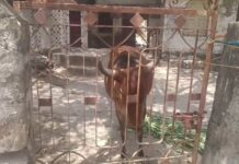 ઢૂંઢિયા પીપળીયામાં શ્વાન બાદ ગાયને હડકવા ઉપડતા ગ્રામજનો ભયભીત