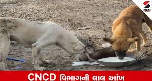 અમદાવાદમાં હવે ગમે ત્યાં શ્વાન કે પક્ષીઓને ખવડાવ્યું તો ખેર નથી! એએમસી દંડ વસૂલશે