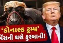 ‘ડોનાલ્ડ ટ્રમ્પ’ ભેંસનું બકરી ઇદ પર બલિદાન આપવામાં આવશે, ૩ લાખ રૂપિયામાં વેચાઈ હતી