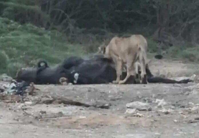 IMG-20260612-WA0012