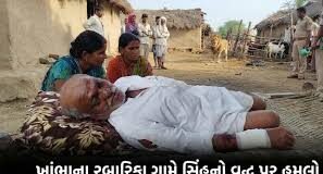 અમરેલીના ખાંભા તાલુકાના રબારીકા ગામે એક વૃદ્ધ ઉપર સિંહે હુમલો કર્યો