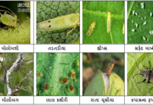 અઠવાડિક ખેતિ કાર્યો