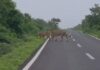 ધારીના જસાધાર રેન્જમાં સિંહ પરિવાર માટે વાહનવ્યવહાર રોકી વનવિભાગે સુરક્ષિત રસ્તો આપ્યો