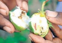 કપાસની ગુલાબી ઈયળની ઓળખ અને નુકસાન
