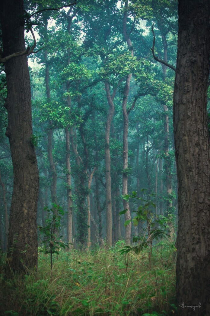misty-saal-forest_1614857759