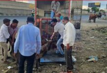 અમદાવાદના વટામણ-બગોદરા હાઈવે પર ગમખ્વાર અકસ્માત, ટ્રકની અડફેટે ૮ પશુનાં મોત