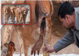 ગૌમૂત્રની વાસ્તવિક વાસ્તવિકતાઓ