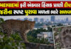 ફરી એકવાર અમદાવાદમાં દીપડાની હાજરીથી લોકોમાં ફફડાટ; પંજાના નવા નિશાનથી ચકચાર