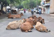 અમદાવાદમાં રહેણાંક મકાનમાં ગેરકાયદે કતલખાનાનો પર્દાફાશ
