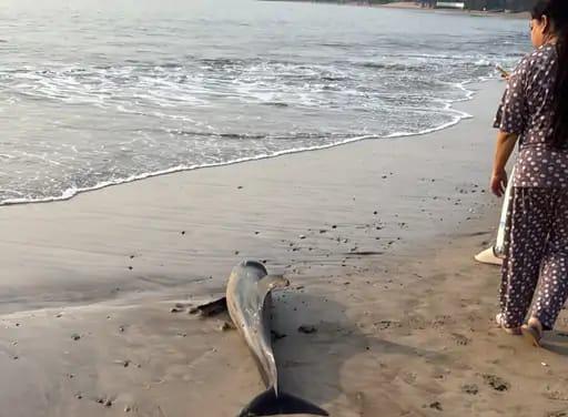 dolphin
