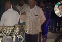 નવસારીના વાંસદામાં દીપડાનો આતંક, ૩ વર્ષના બાળકને ઉઠાવીને જંગલમાં ખેંચી ગયો