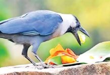 શ્રાધ્ધમાં કાગડાને શા માટે બોલાવતા હશે ?
