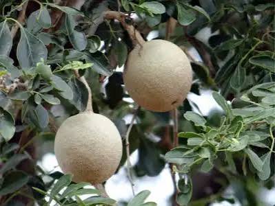 images_1